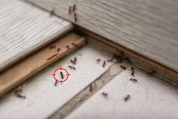 Best Affordable Pest Control Services  in Mapleton, IA