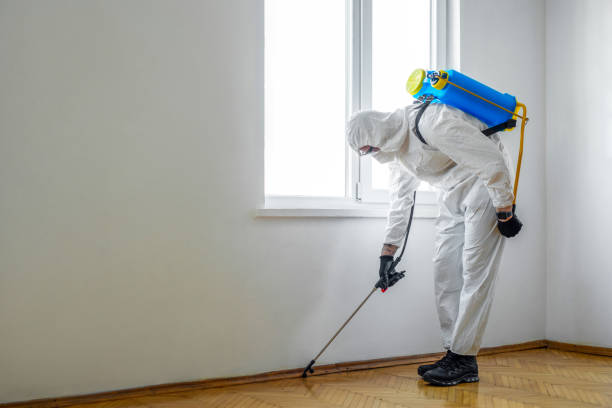 Best Wasp Removal Services  in Mapleton, IA
