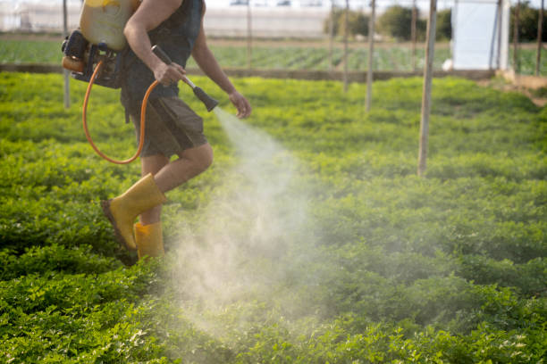 Best Emergency Pest Control  in Mapleton, IA