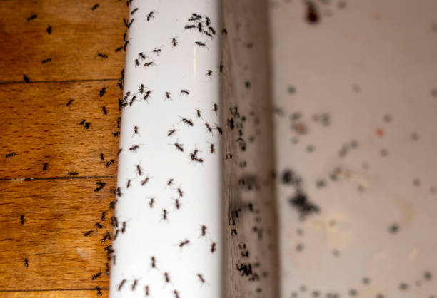 Best Exterminator Services  in Mapleton, IA